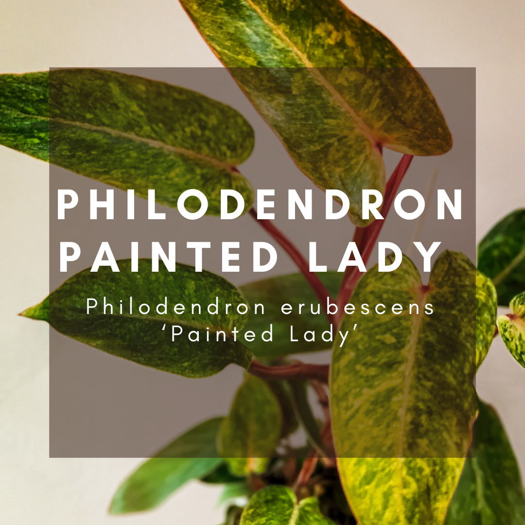 Philodendron Painted Lady Care - Sun, Water, Soil & Humidity Needs