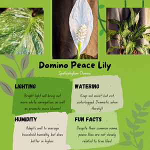 Complete Care Guide: Domino Peace Lily
